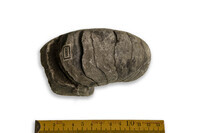 F 02266
<br/>
<br/>
<em></em>